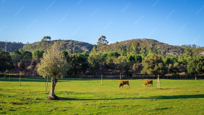 202601cows-grazing-grassy-field-surrounded-beautiful-green-trees-during-daytime_181624-13956