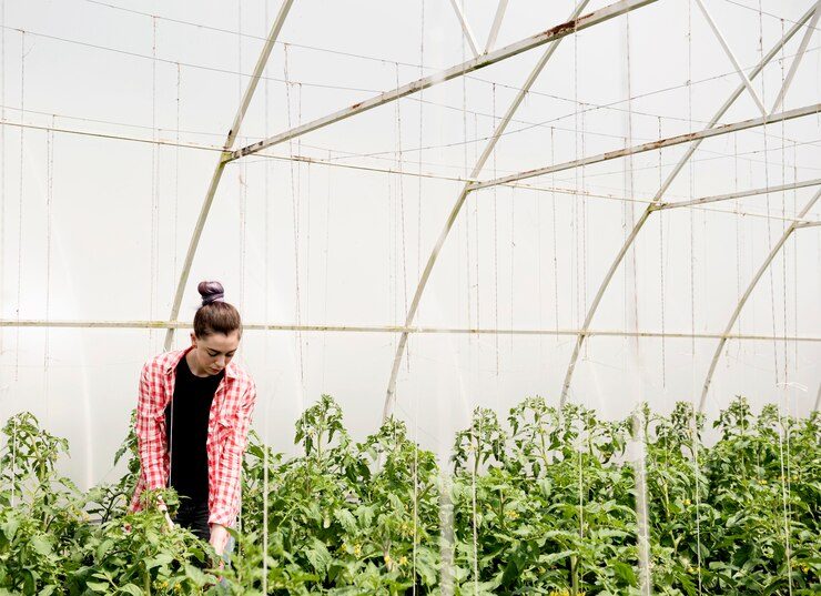 202601farmer-greenhouse-harvesting-veggies_23-2148585739