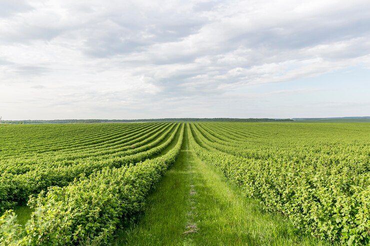 202601high-angle-farmland-view_23-2148579680