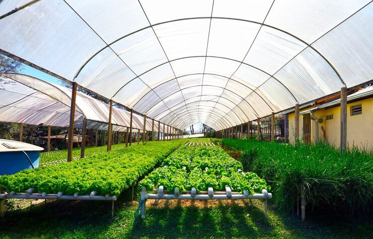 202601hydroponic-vegetable-farm_538646-3360