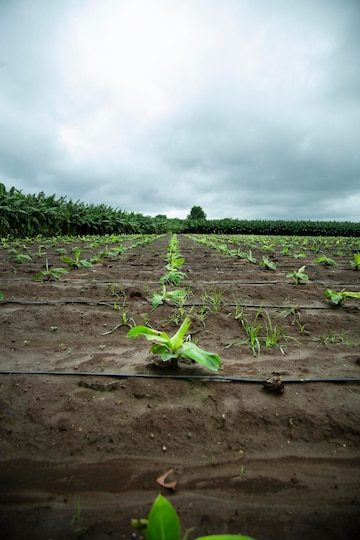 202601small-banana-plants-are-growing_621325-1294