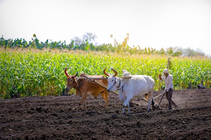 202601young-indian-farmer-plowing-field_75648-1082