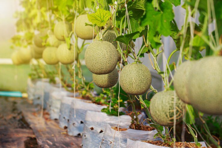 202601japanese-cantaloupe-melon-farm_55710-596